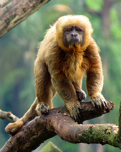 Blond capuchin